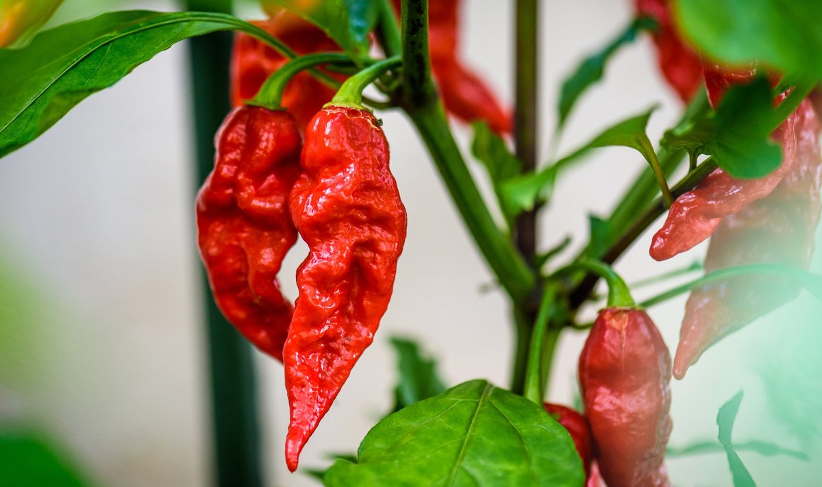 ‘Bhut Jolokia’ viljad on piklikud ja krimpsus.