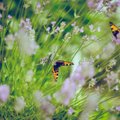 Kuidas oma aiast tõeline liblikamagnet kujundada?