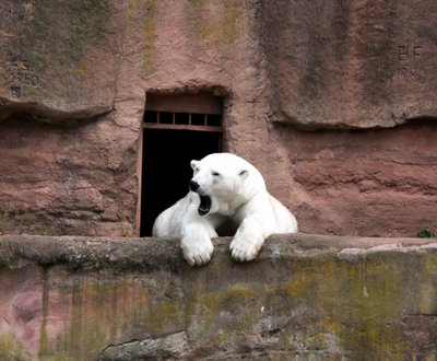 Jääkaru Nürnbergi loomaaias