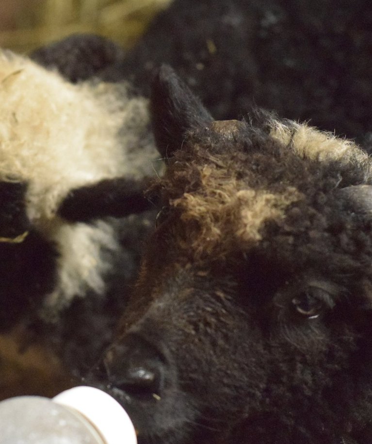 Kui lambatalled vaeslapse ossa jäävad, peab perenaine neile lutist piima jootma.