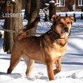 SAA TUTTAVAKS | Eesti äärealadel asuvas külalislahkes varjupaigas on 16 vahvat koera, kes kõik igatsevad vaid armastuse järele