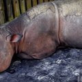 Malaisia viimane isane Sumatra ninasarvik on surnud