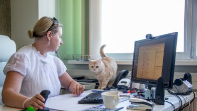 Kass Virsiku lugu: tööl võib ka peitust mängida