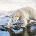 Teadlased ennustasid, millal jääkarud kliimamuutuse tõttu välja surevad