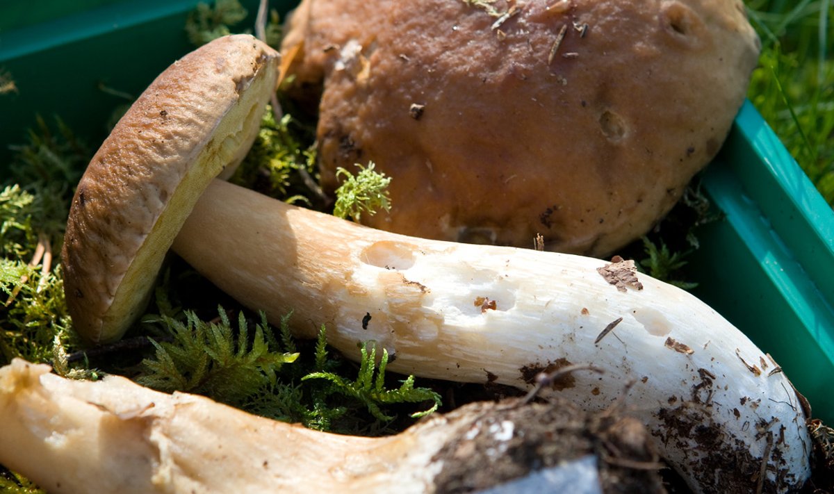 Ka kivipuravikest on teadlased leidnud ohtliku amatoksiini esinemist, aga doosid on üliväikesed ja seenesõbrale tavakogustes toiduks tarbimisel pisematki ohtu ei kujuta.