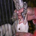 Loomus kutsub jõulude eel üles allkirjastama foie gras' keelustamist toetavat petitsiooni
