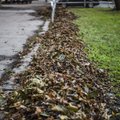 Наводнения на улицах от опавшей листвы: владельцы обязаны убирать свои территории