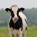 KUULA: Põllult taldrikule: lehma heaolu sõltub rahulikust ja stabiilsest laudaelust