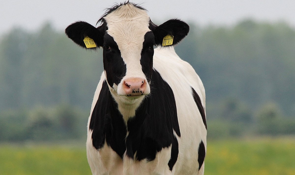 Lehm vajab stabiilset elukorraldust, et anda palju kõrge kvaliteediga piima.