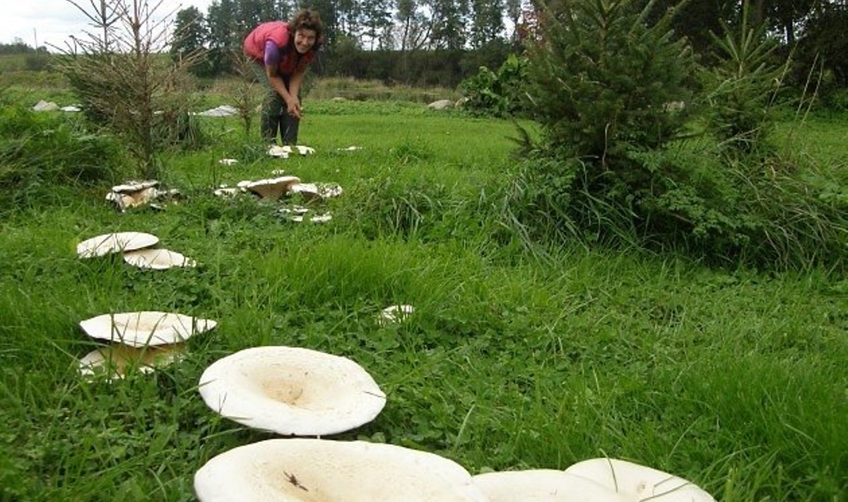Linda Kupits ja tema seenering, mis kuuski kuivatades kinnitab teadlaste juttu, et maa sees kasvav seeneniidistik võib kasutada mulla toitaineid nii palju, et taimedele neid enam ei jätku. 