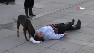 ВИДЕО | „Верю!“: собака пожалела „страдающего“ актера