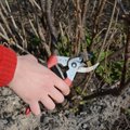 HÜVA NÕU | Marjapõõsaste lõikamine tagab suuremad marjad ja kopsaka saagi