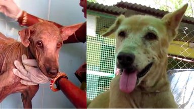 Liigutav VIDEO | Surmasuust päästetud koera südantlõhestav muutumine