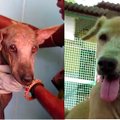 Liigutav VIDEO | Surmasuust päästetud koera südantlõhestav muutumine
