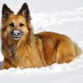 NIPID | Talvel tuleb koera eest hoolitsedes nendele asjadele tähelepanu pöörata