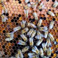 Arizonas suri inimene peale mesilastelt sadu kordi nõelata saamist
