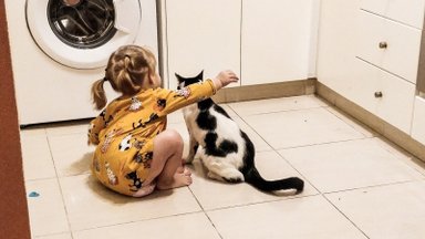 3 nippi, kuidas aidata metsikul kassil inimesega harjuda