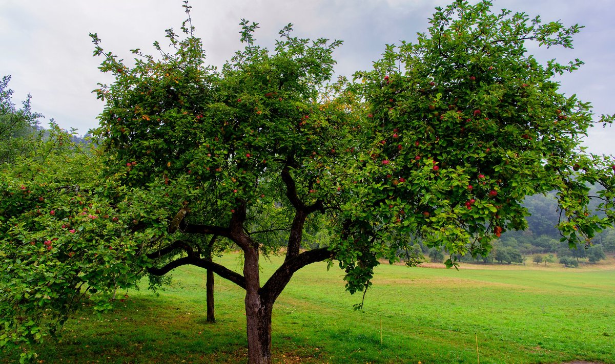 Kui vesivõsusid ei eemaldata, kasvab õunapuu liiga tihedaks javiljad ei saa piisavalt päikest.