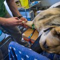 Veterinaar: Mida peaks teadma koroonaviirusest seoses lemmikloomadega?