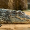 Šokeeriv juhtum: hiiglaslik krokodill ründas teda toitnud teadlast