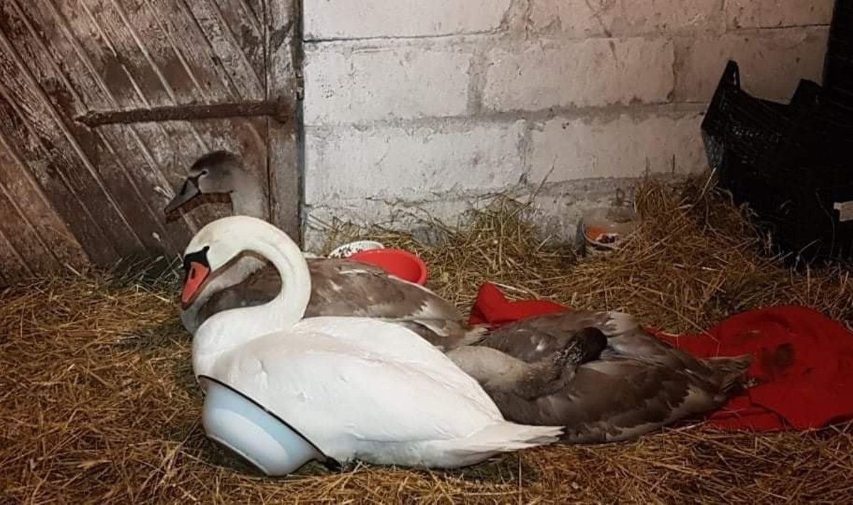 Hiiumaa luiged hoiukodus
