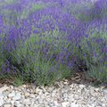 LUGEJA KÜSIB | Kuidas talvitada lavendlit ja fuksiat?