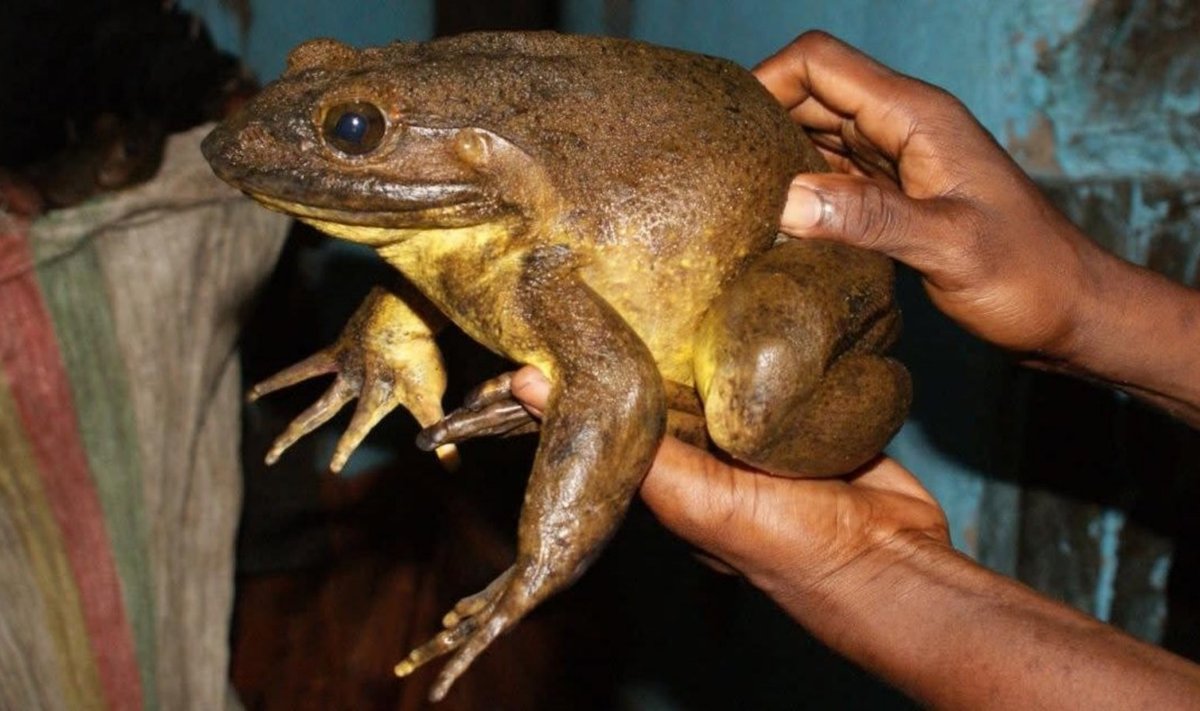 Koljatkonnade kaal võib küündida 3,3 kilogrammini ja keha pikkus ilma jalgadeta 34 sentimeetrini.