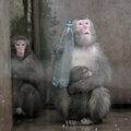 USA teadlased, Hiina ning Inimese ja ahvi kimäär