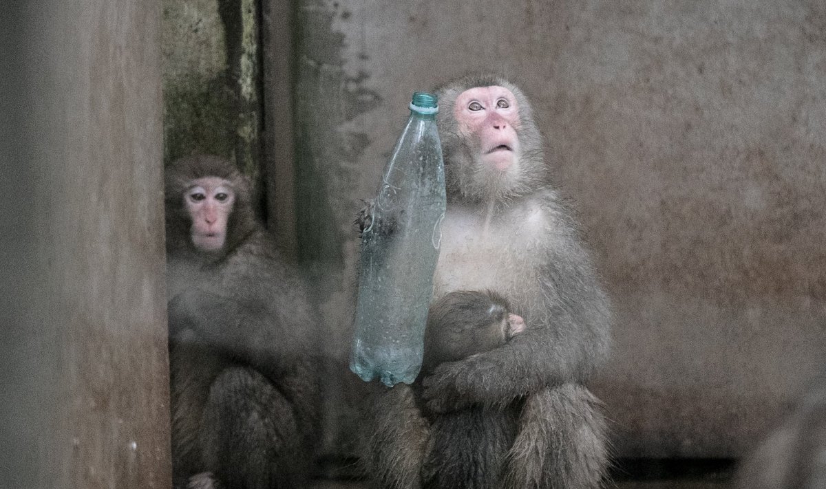 Primaatide lemmikloomadena pidamine keelatakse ära