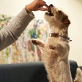 Hea uudis koeraomanikele: neljajalgne sõber pikendab eluiga