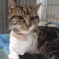 Kass Murri südamlik lugu: kuidas üks surma äärel olnud Saaremaa kass vabatahtlike toel taas elule aidati