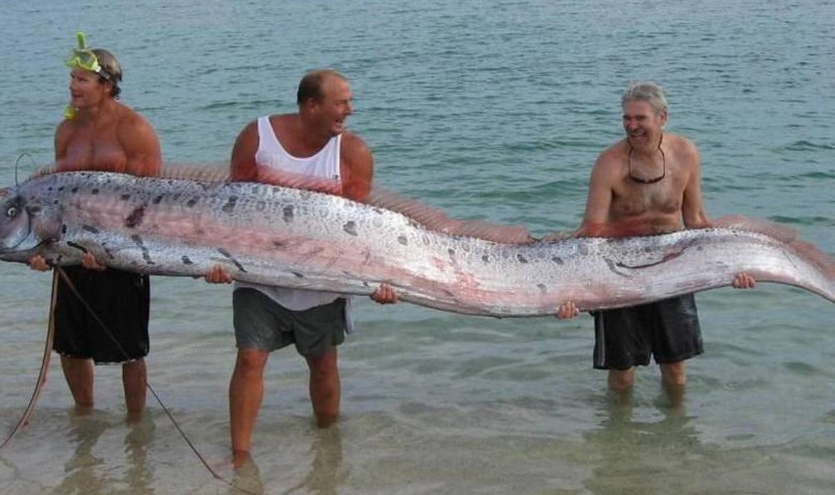 Heeringakuningas on üks maailma suuremaid kalaliike