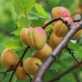 Eesti sobib aprikooside kasvatamiseks ja siin on aretatud ka üks aprikoosisort!