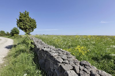 Saaremaa loodus