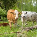Maaeluministeeriumi prognoos: aasta lõpp toob põllumajanduses head tulemused
