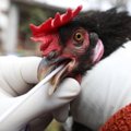 Kas oleme uue pandeemia lävel? Ohtlikku linnugrippi on täheldatud juba 46 riigis