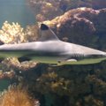 Loomakaitsjad koguvad allkirju haiuimekaubanduse keelustamiseks Euroopas