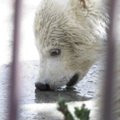 Tallinna loomaaia direktor: jääkarude tulevik on tume!