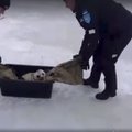 ВИДЕО: Пярнуские морские спасатели нашли в кустарнике тюлененка