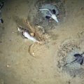 Невероятно! В Антарктике найдена гигантская колония ледяных рыб