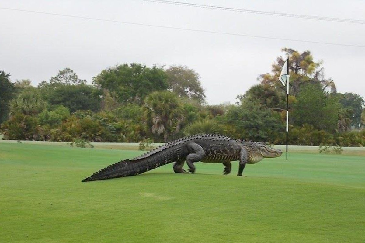 Аллея аллигаторов во Флориде