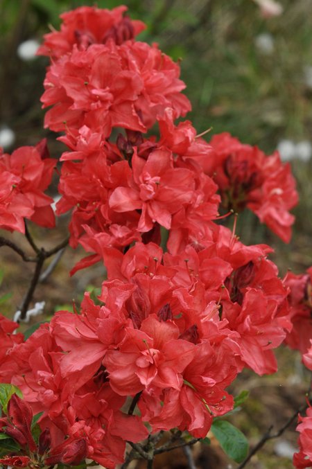 Asalea `Fabiola`
