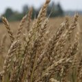Американские эксперты: зерно может стать "потенциальным оружием" Кремля
