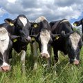 Danone из-за контрсанкций перевозит 5000 коров из ЕС в Сибирь