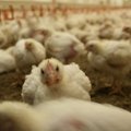Teadur: erinevalt peetud kanade munade toiteväärtus erineb vähe