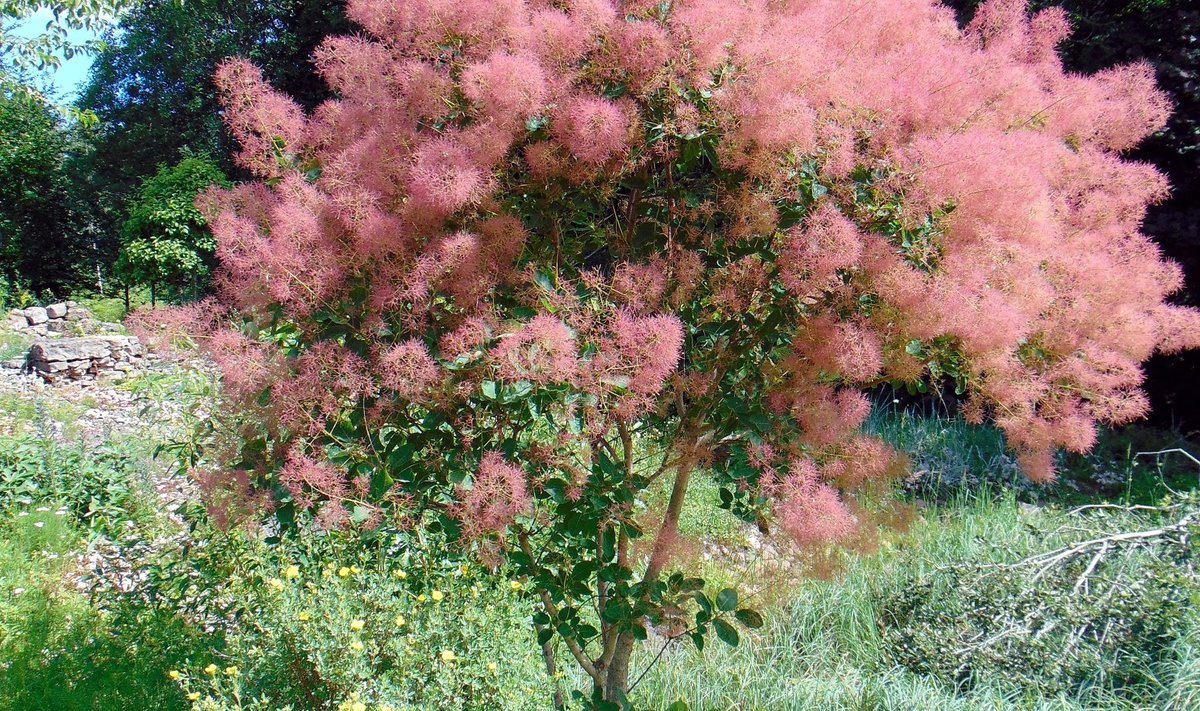 Parukapuu on suvel mattunud roosasse vahtu.
