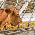 Prokuratuur süüdistab Halinga piimatööstust pettusele kaasaaitamises