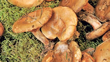 TŠERNOBÕL 35 | Ohtlik saastepilv rikkus Eesti seened