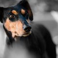 Tallinna Ülikooli tudengid avavad Eesti esimese koertele mõeldud tajutoa