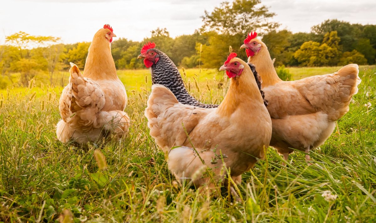 Euroopa Liit asub kanade pidamise tingimusi üle vaatama.